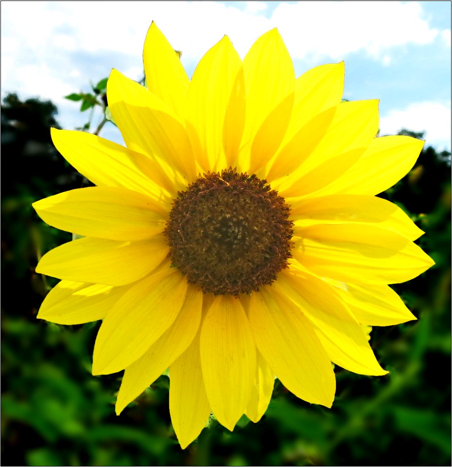 sunflower -- Helianthus