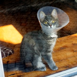 Gray cat wearing a pet cone and watching the doings of a photograper 2 photo