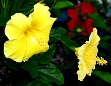 Two Yellow hibiscus