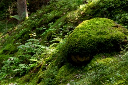Moss-covered boulder in Gullmarsskogen ravine photo