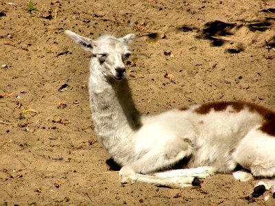 Llama photo