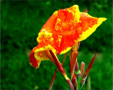 Cana Lily (not-a-real-lily) -- Canna photo