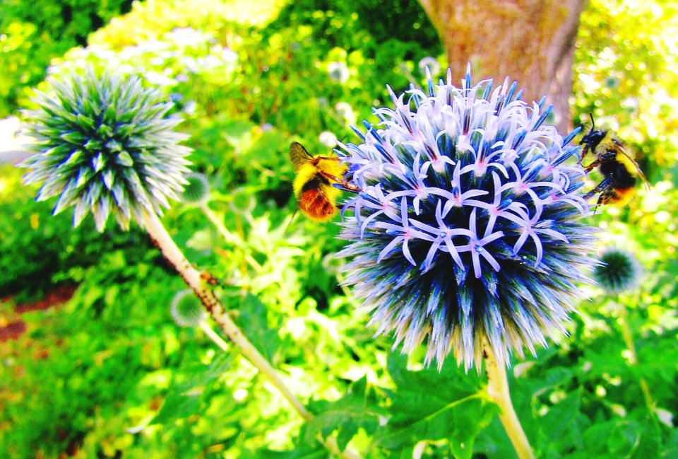 @ UBC Botanical Garden, Vancouver