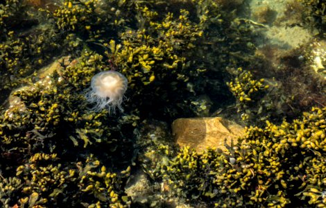 Algae, sea gooseberry and jellyfish in Brofjorden 2 photo