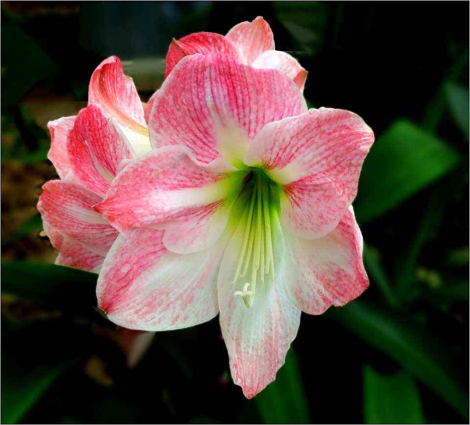 Amaryllis -- Hippeastrum 'Appleblossom'