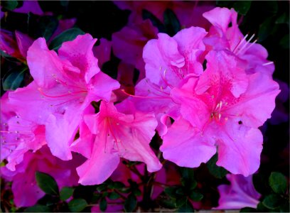 azalea -- Rhododendron