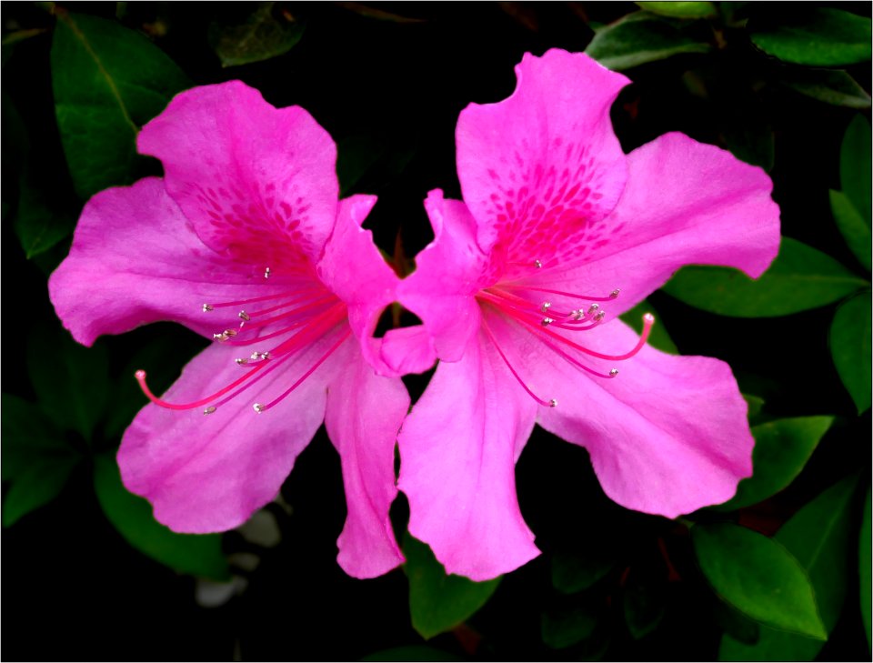 Azalea -- Rhododendron lavender