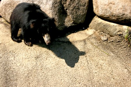 Sloth bear photo