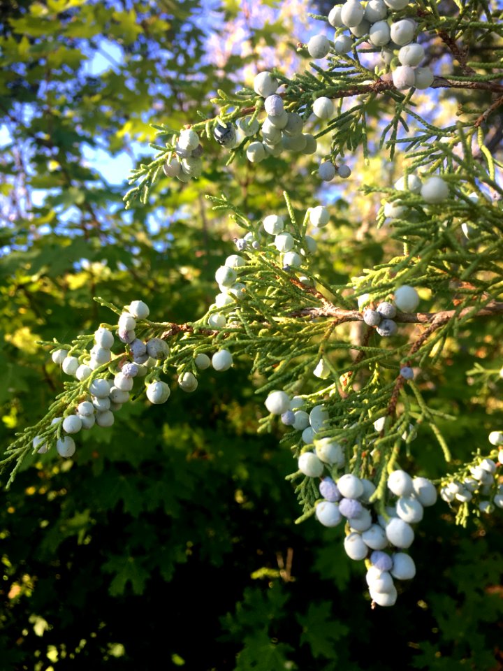 Juniperus scopulorum