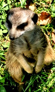 Meerkat