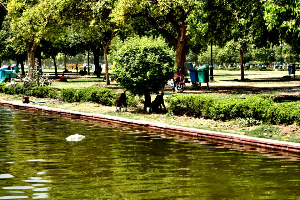 Lake in New Delhi