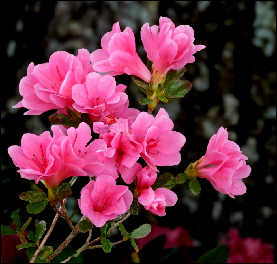 Azalea -- Rhododendron miniture