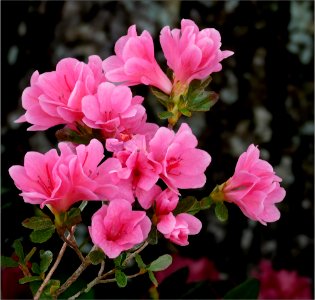 Azalea -- Rhododendron miniture