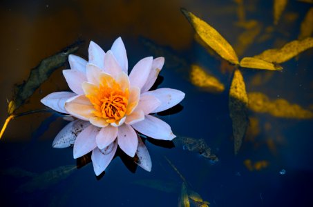 Floating White Flower