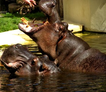 Hippopotamus photo