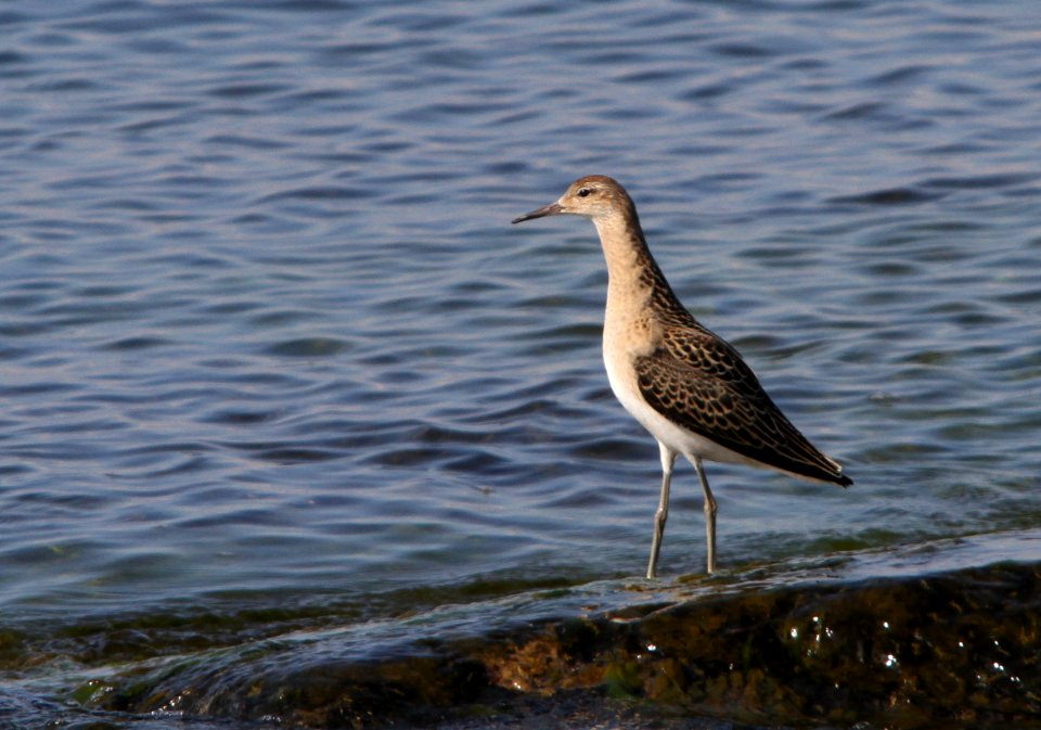Ruff, Philomachus pugnax
