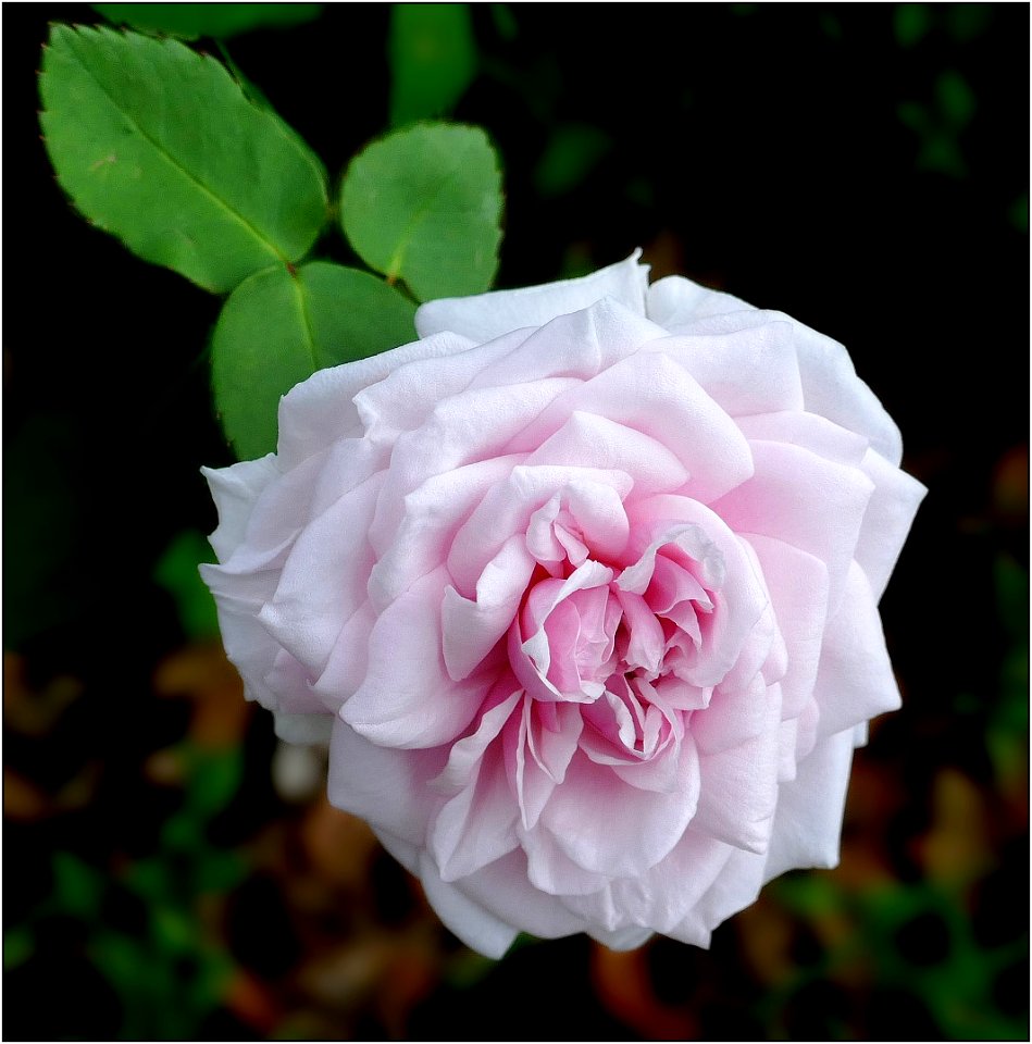 rose, Souvenir de la Malmaison -- Rosa hybrid