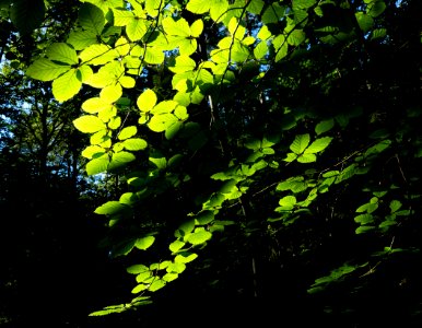 Sunlight on beech leaves in Gullmarsskogen ravine 1 photo