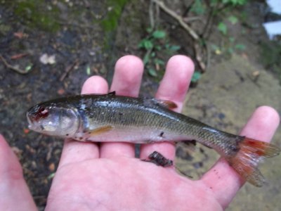 Creek Chub (Semotilus atromaculatus) at the Euclid Creek