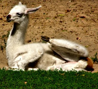 Llama photo