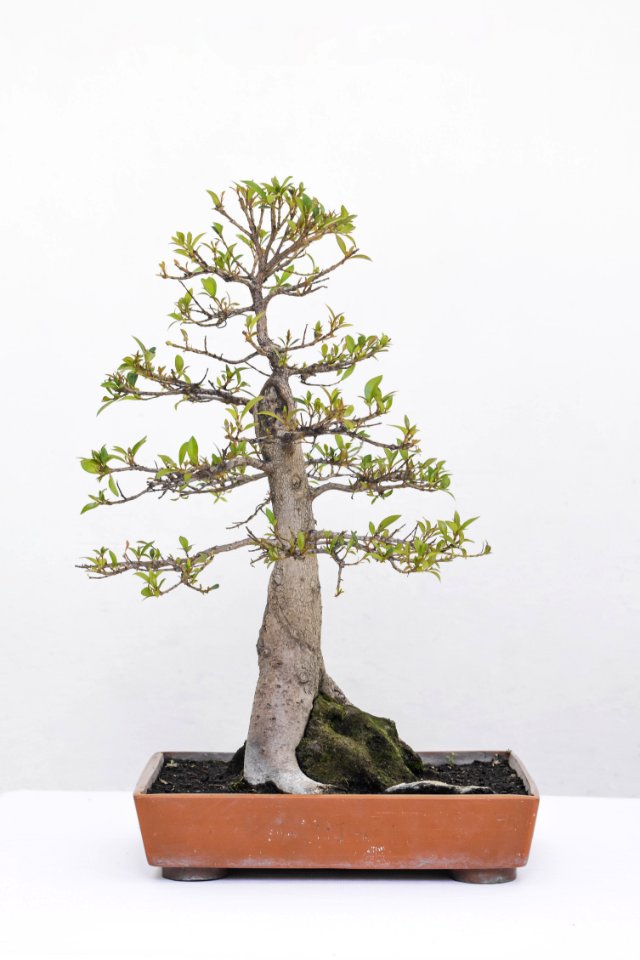 Small Bonsal Exhibit