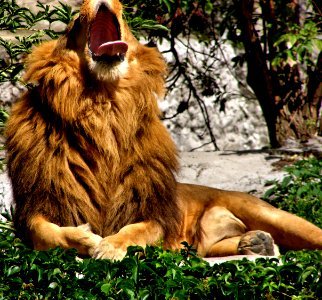 Masai Lion photo