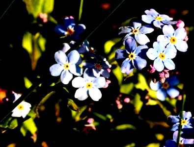 Forget me not photo