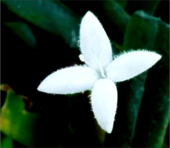 Virginia buttonweed -- Diodia virginiana