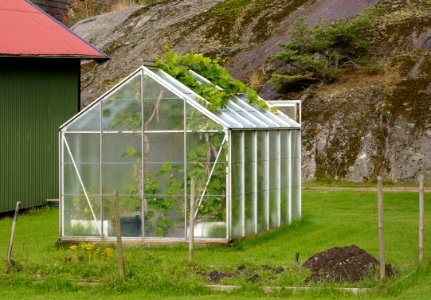 Small greenhouse with grapevines escaping - side view photo