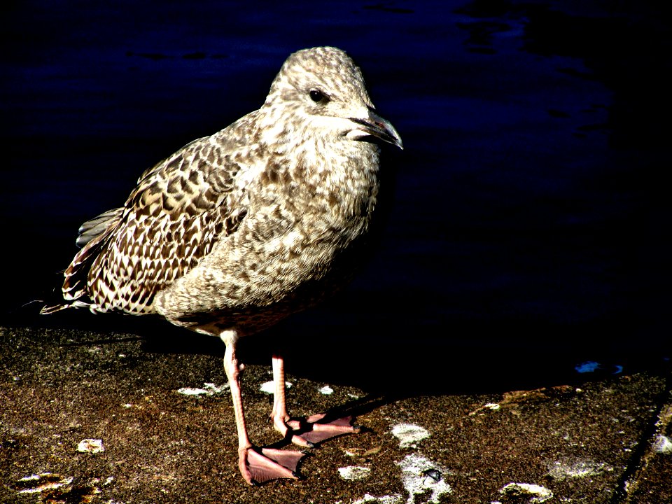 Black-bellied Plover