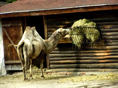 Arabian Camel