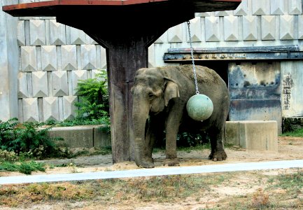 Indian elephant photo
