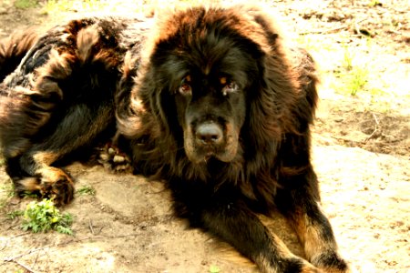 Tibetan Mastiff photo