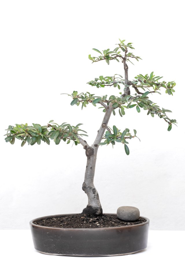Small Bonsal Exhibit