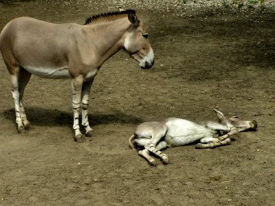 Burro donkey