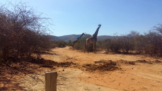 Mambalingwe Giraffe