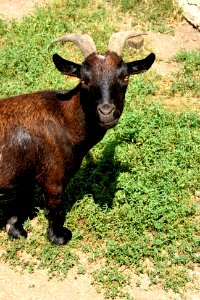 Feral goat