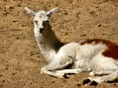 Llama photo