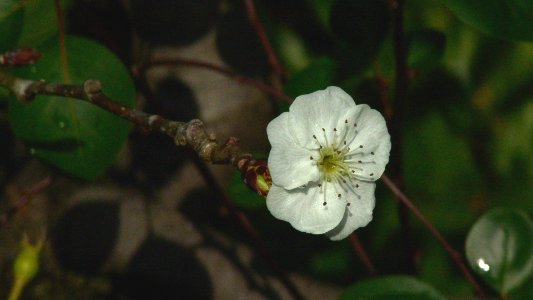 16 李花