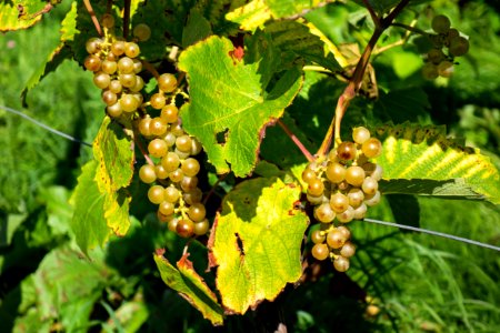 Grapes in Chateaux Luna vineyard 5 photo