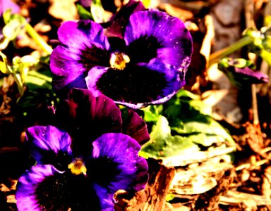 Pansy photo