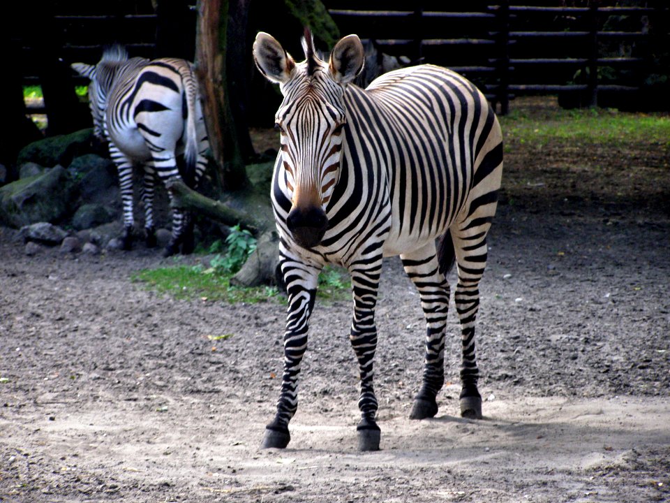 Zebra