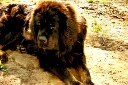 Tibetan Mastiff photo