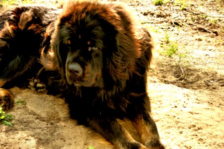 Tibetan Mastiff