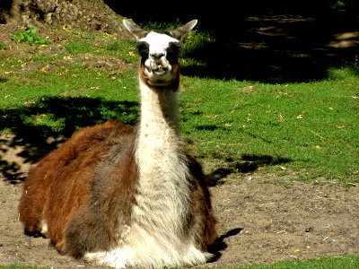 Llama photo