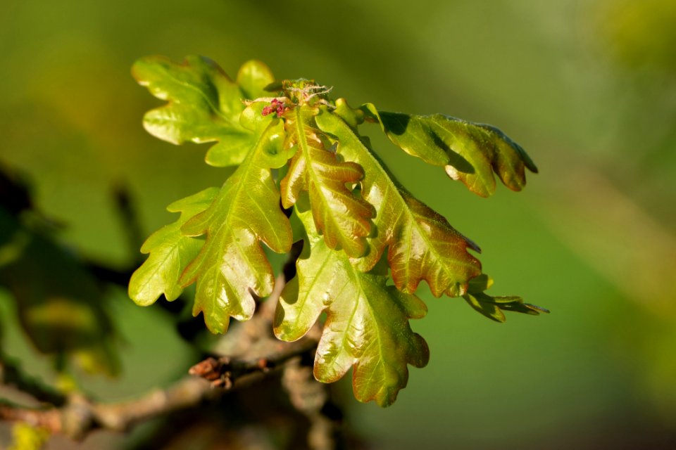 New oak leaves with female flowers