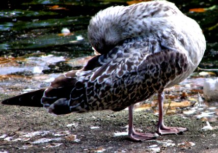 European herring gull