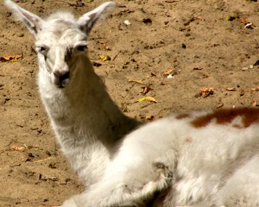 Llama photo