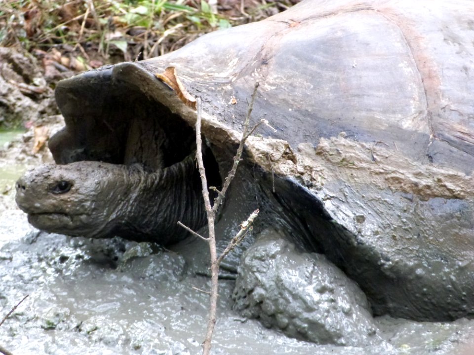 La ducha de una tortuga gigante
