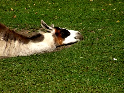 Llama photo